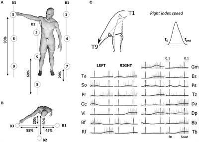 Space-by-Time Modular Decomposition Effectively Describes Whole-Body Muscle Activity During Upright Reaching in Various Directions